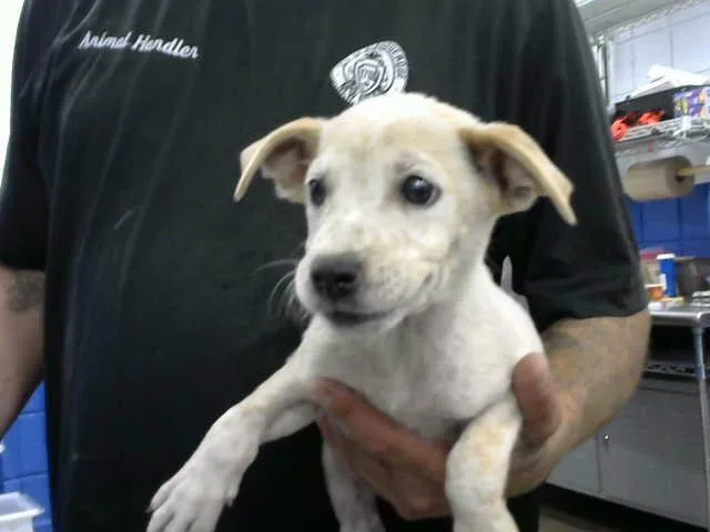 A baby small-sized female Australian Cattle Dog / Blue Heeler dog named Saturn for adoption in Albuquerque, NM