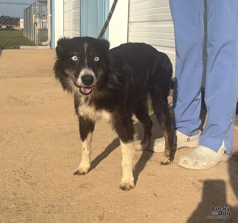 An adult medium-sized female Border Collie dog named Tilly for adoption in Washington, DC