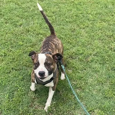 Frenchie thumbnail 2