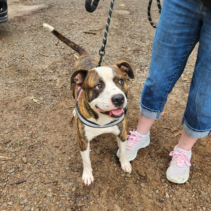 Frenchie thumbnail 3