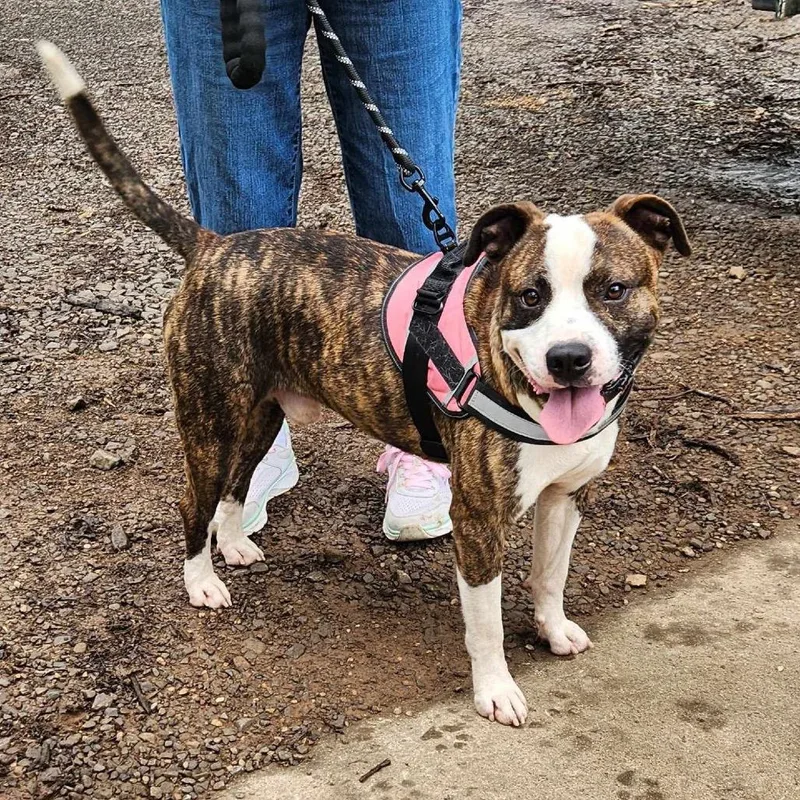 Frenchie thumbnail 4