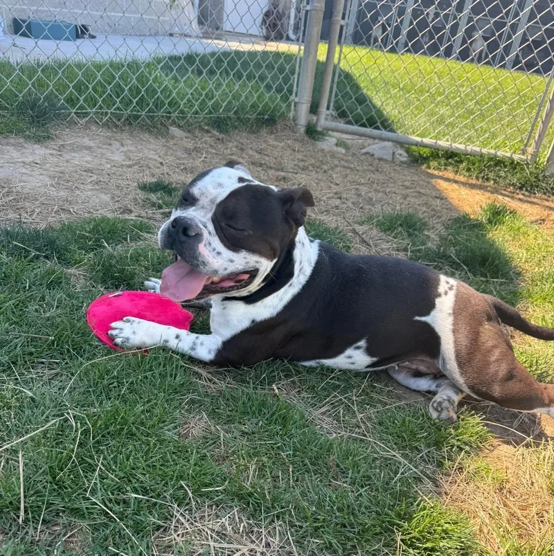 A young medium-sized female American Staffordshire Terrier dog named Katrina for adoption in Indianapolis, IN