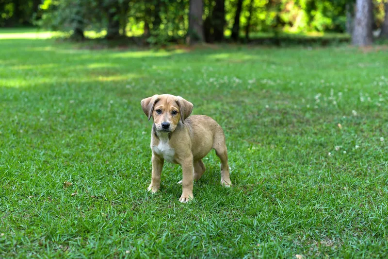 A baby medium-sized male Sable Mixed Breed dog named Fergus for adoption in BONIFAY, FL