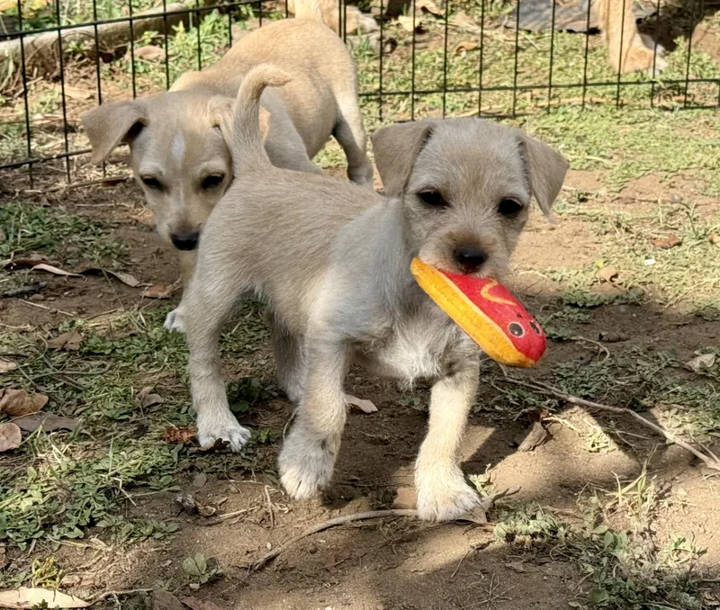 A baby small-sized female Terrier dog named Sunny for adoption in Redwood City, CA