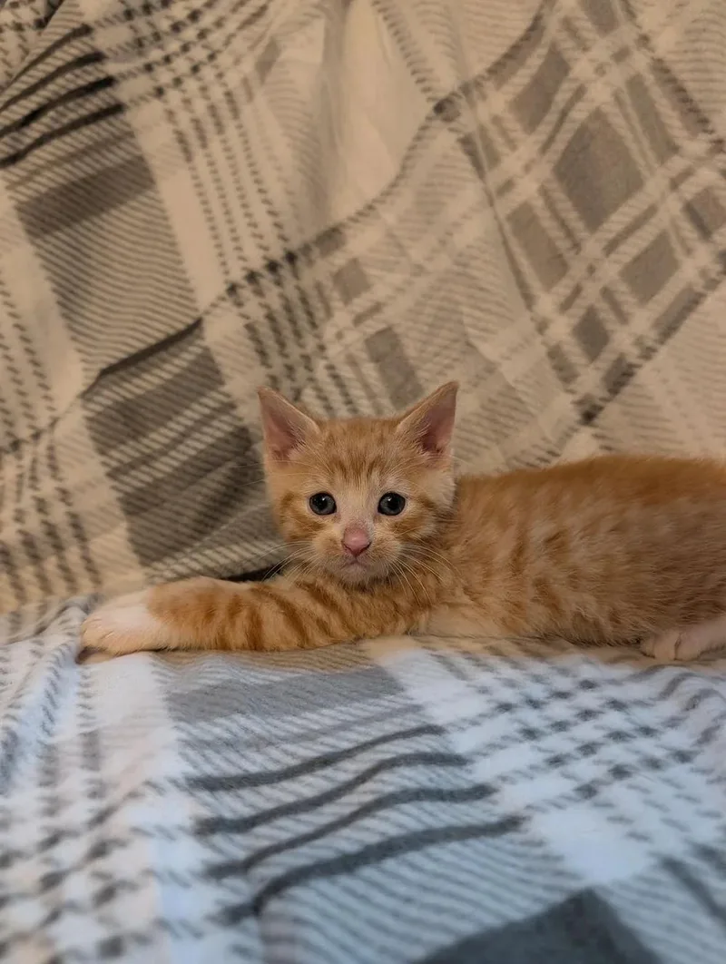 A baby medium-sized male Orange & White Domestic Short Hair cat named Jacques for adoption in Davison, MI