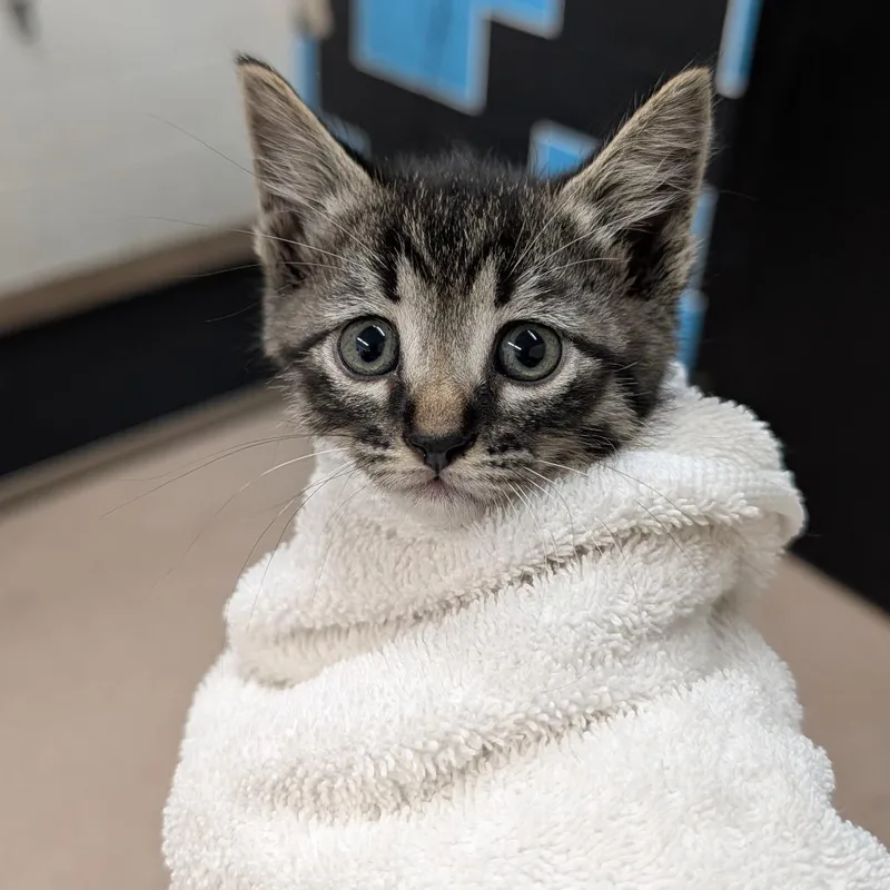 A baby small-sized male Black Domestic Short Hair cat named Wasabi for adoption in Ardmore, OK
