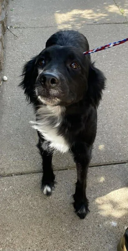 An adult medium-sized female Border Collie dog named Baby for adoption in Bowling Green, KY