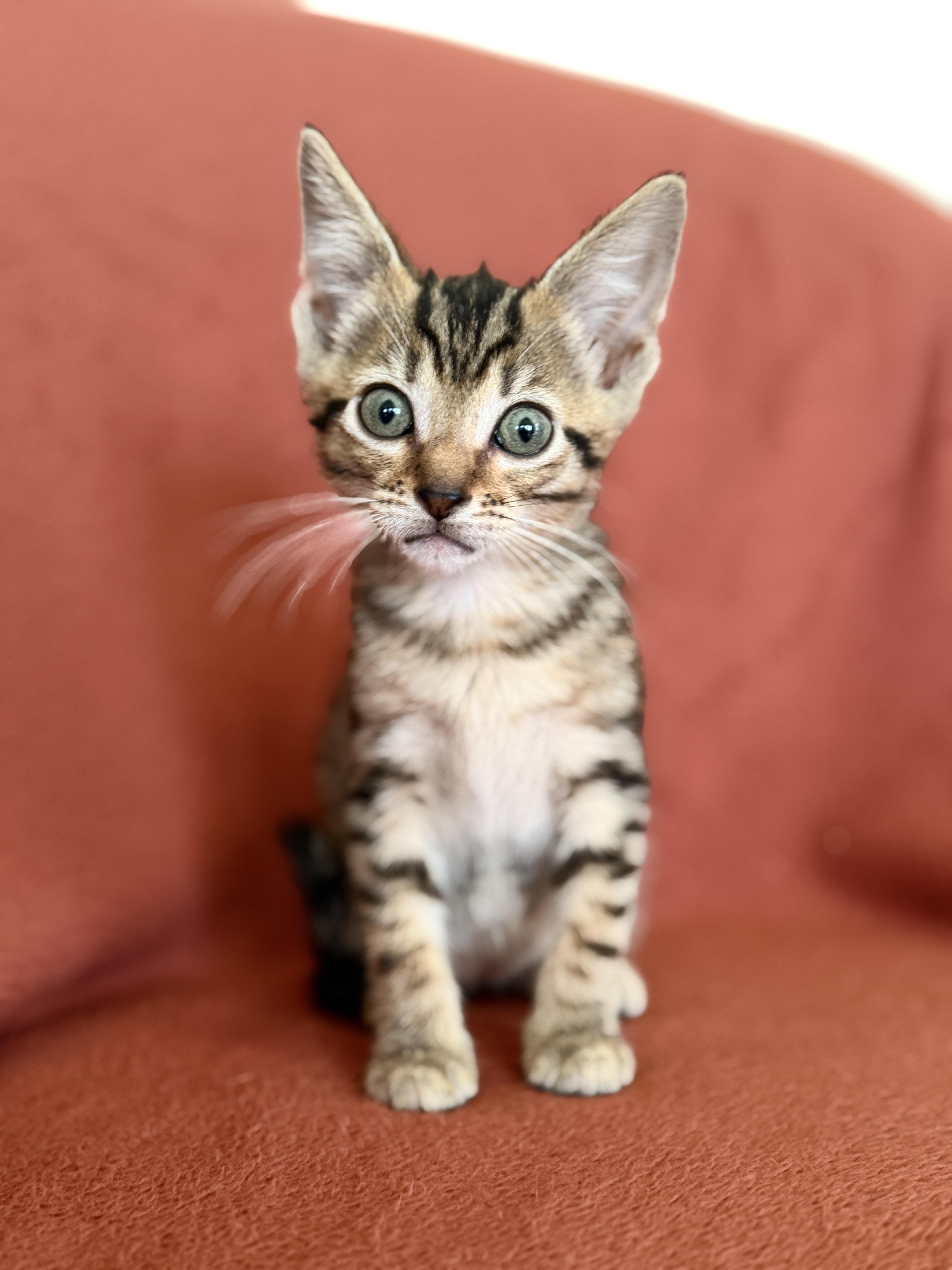 A baby small-sized female Tabby (Brown / Chocolate) Domestic Short Hair cat named Esme for adoption in Gradyville, KY