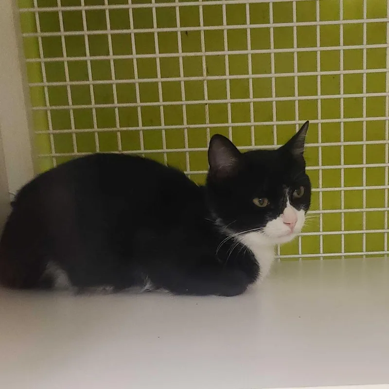 Domino