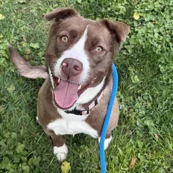 A young medium-sized female Collie dog named Callie for adoption in Narberth, PA