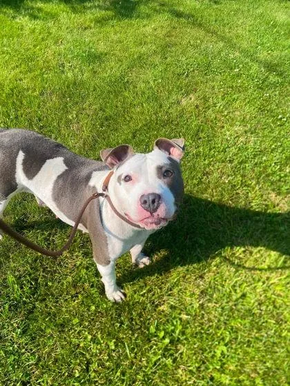 An adult large-sized female Pit Bull Terrier dog named Nymph for adoption in Hobart, IN