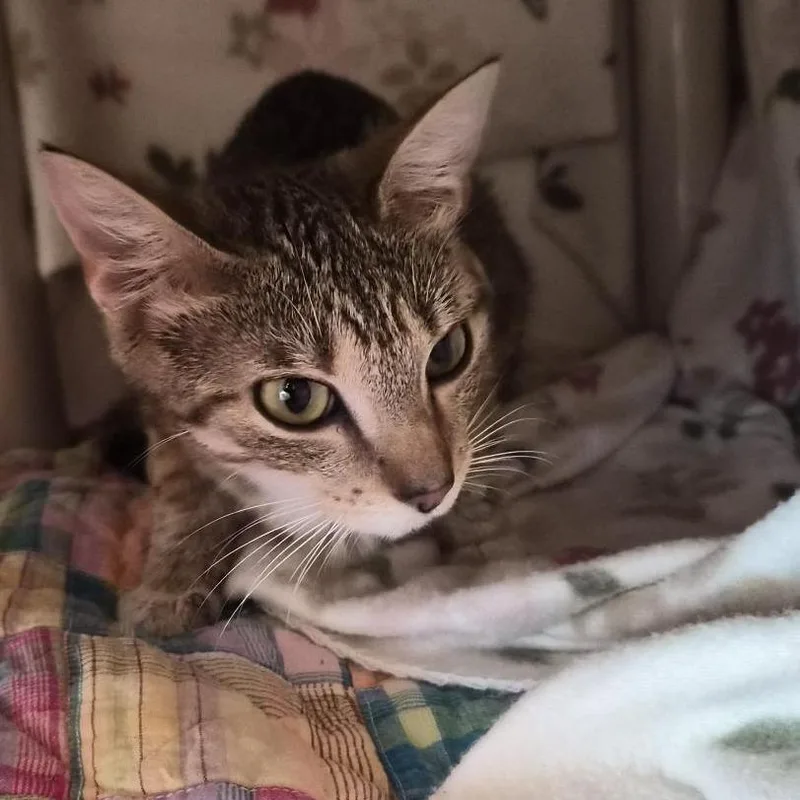 An adult medium-sized female White Domestic Short Hair cat named Frances for adoption in Bentonville, AR
