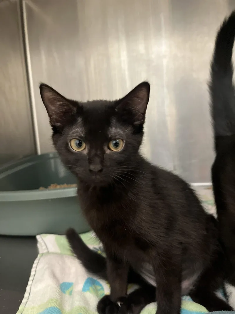 A young medium-sized female Black Domestic Short Hair cat named Twizzler for adoption in Hilton Head Island, SC