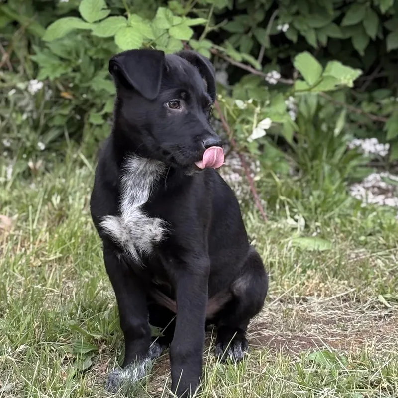 A baby large-sized male Black Shepherd dog named Butterball for adoption in The Dalles, OR