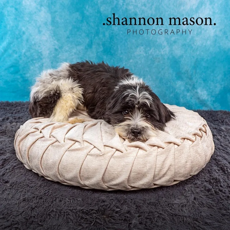 A young small-sized male Terrier dog named Charlie for adoption in Las Vegas, NV