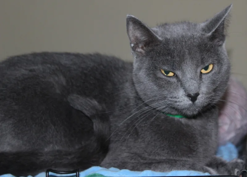 An adult medium-sized female Gray / Blue / Silver Domestic Short Hair cat named Windy for adoption in Huron, SD
