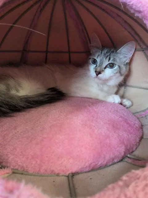 An adult medium-sized female Siamese cat named Fay for adoption in Lancaster, CA