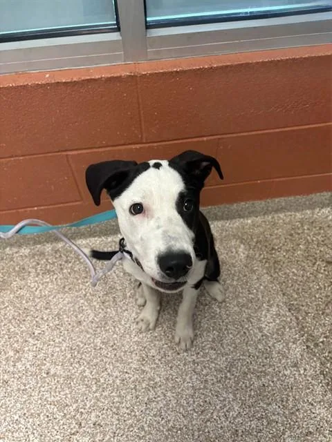 A baby small-sized male Australian Cattle Dog / Blue Heeler dog named Soda Pop for adoption in Colorado Springs, CO