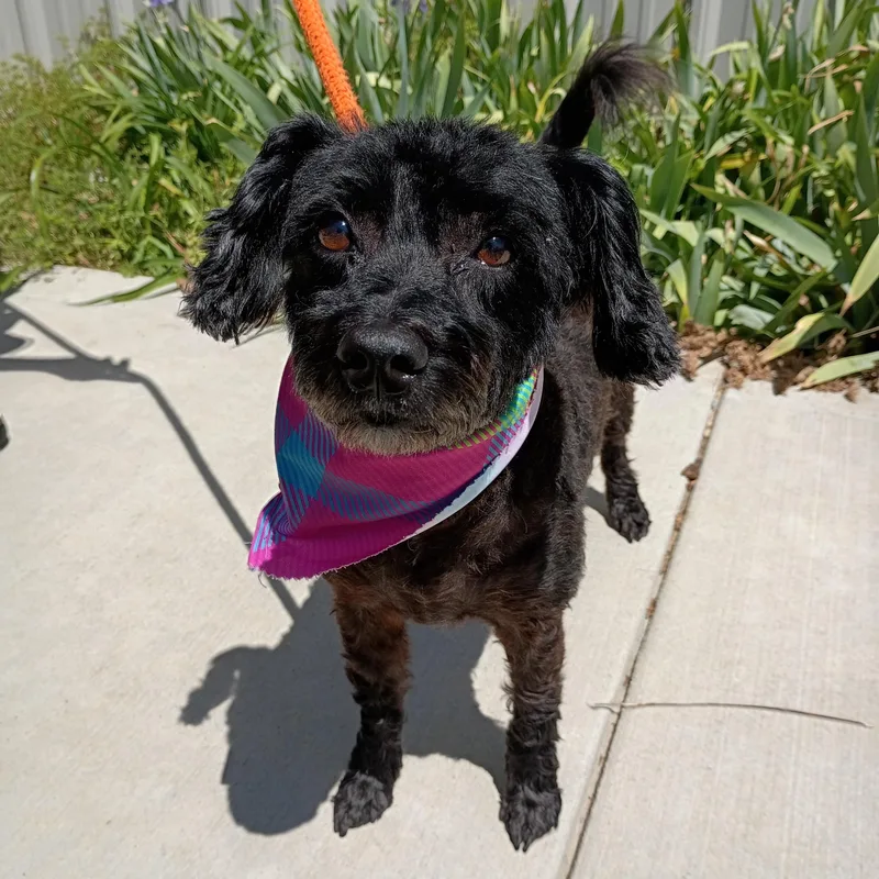 An adult small-sized female Black Poodle dog named Pearl for adoption in Maynardville, TN