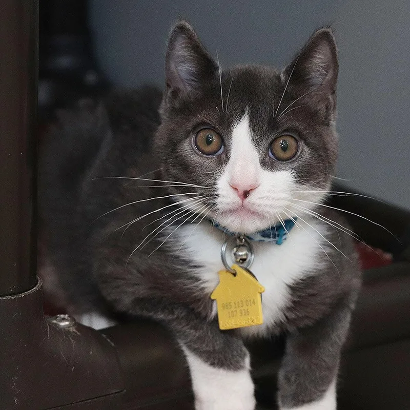 A baby small-sized male Domestic Short Hair cat named Pim for adoption in Port Washington, NY