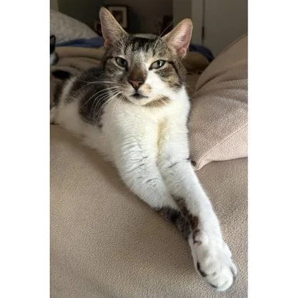 An adult medium-sized female Domestic Short Hair cat named Hazel Diamond for adoption in Hudson, MA