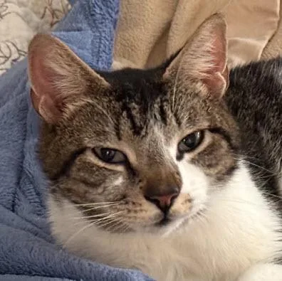 Hazel Diamond thumbnail 2