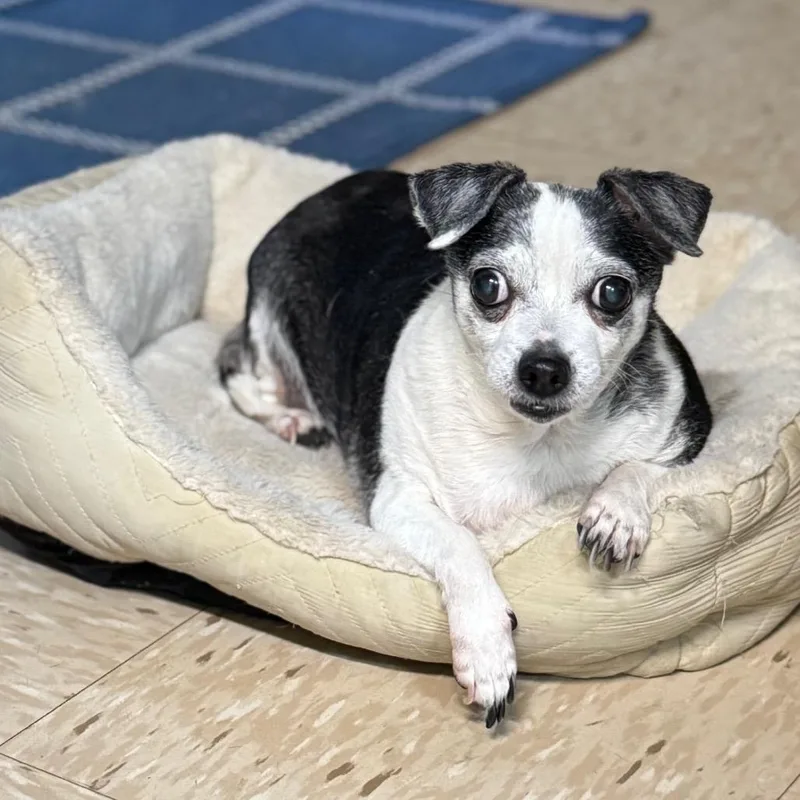 Chiquita