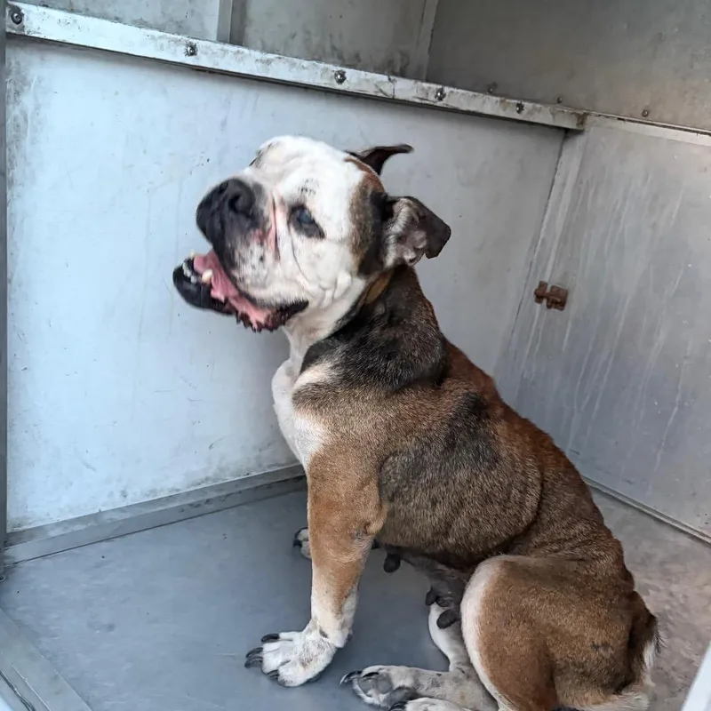 A senior medium-sized female Brown / Chocolate English Bulldog dog named Nini for adoption in Edinburg, TX