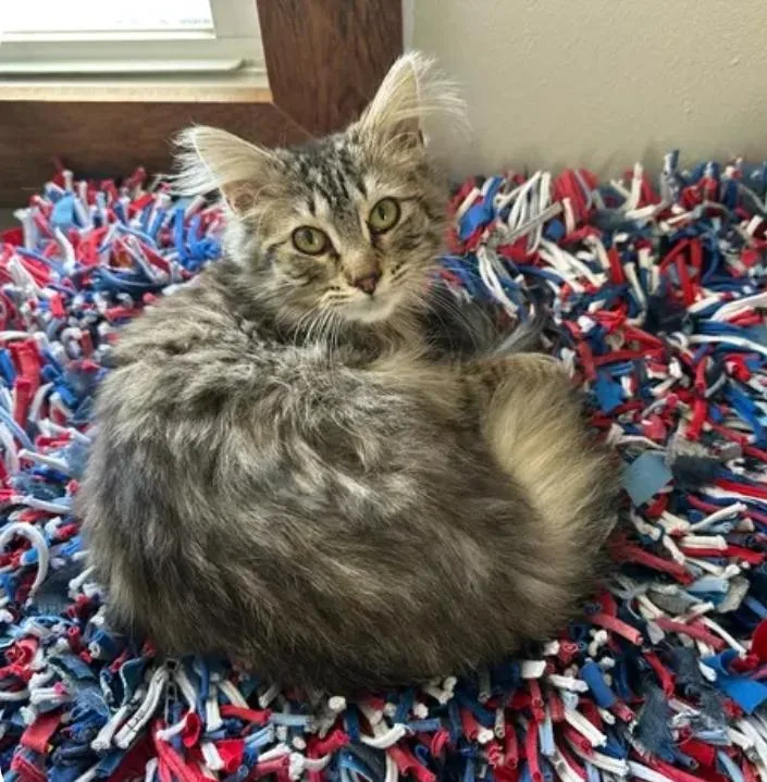 A baby medium-sized female Tabby (Brown / Chocolate) Domestic Long Hair cat named Ofelia for adoption in Reeseville, WI