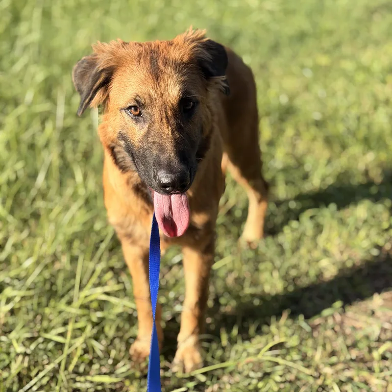 A young large-sized female Golden German Shepherd Dog dog named Lucy for adoption in Delray Beach, FL