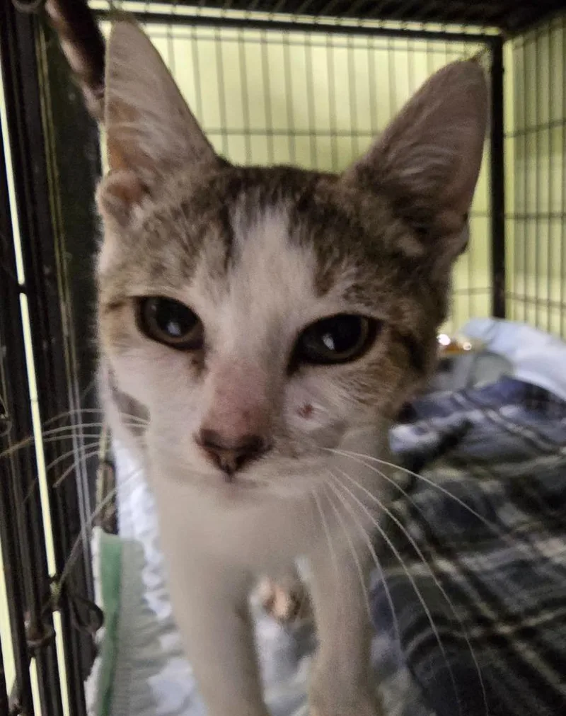 A baby small-sized male Domestic Short Hair cat named Calamity Jo for adoption in Auburn, IN