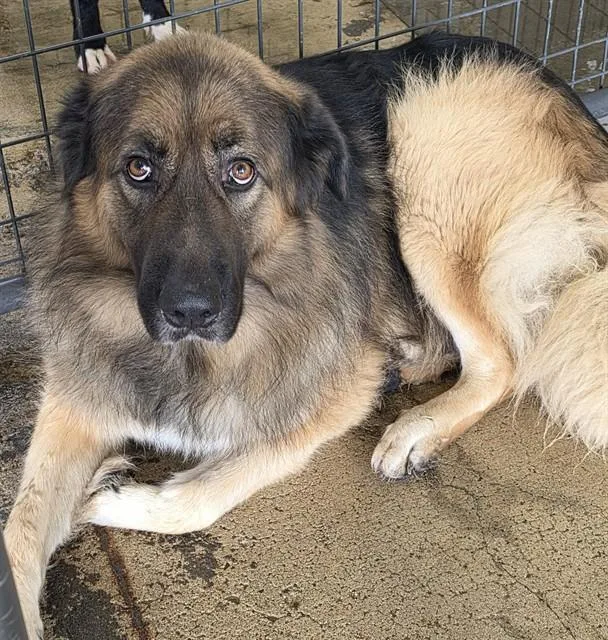 A young large-sized male Bicolor Shepherd dog named Knox for adoption in Phoenix, OR