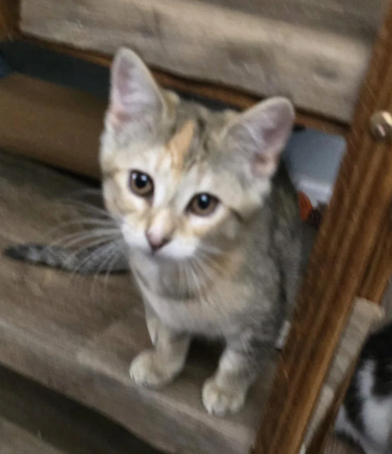 A baby medium-sized female Domestic Short Hair cat named Tropicana Twister for adoption in Trenton, NJ