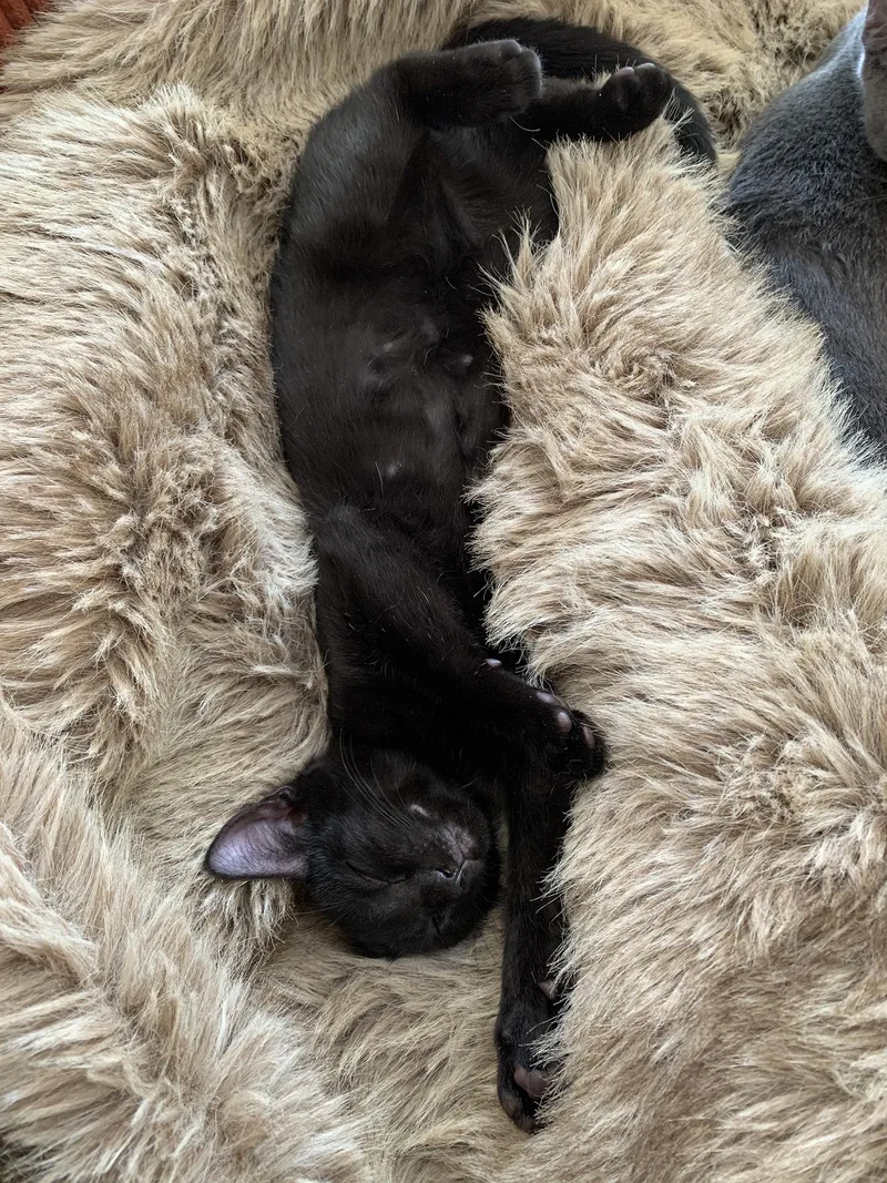 Mochi Walton thumbnail 4