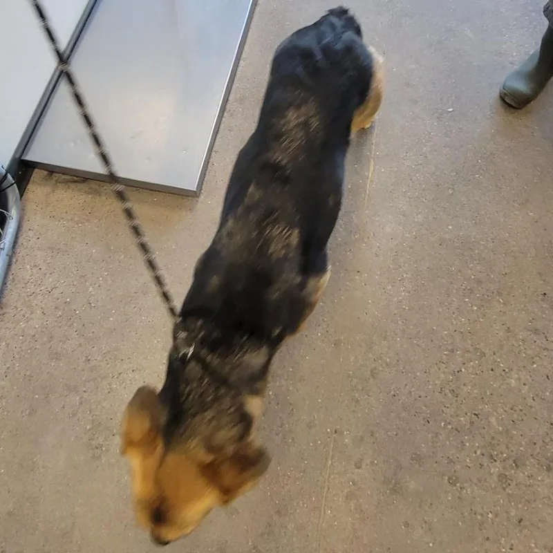 An adult large-sized female Black Mixed Breed dog named Casey for adoption in Las Cruces, NM
