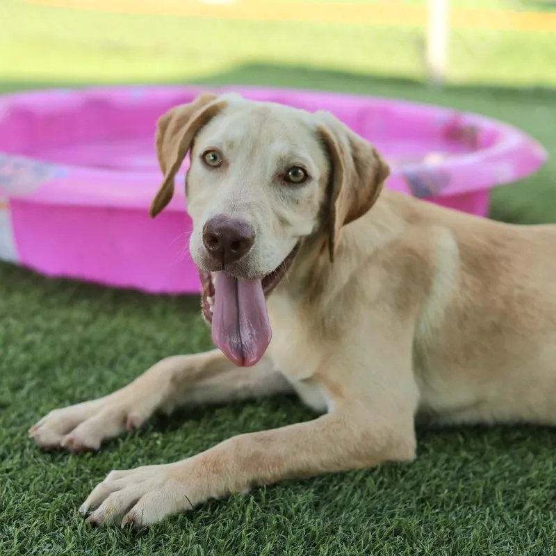 A young medium-sized female Yellow / Tan / Blond / Fawn Yellow Labrador Retriever dog named Marley for adoption in Evansville, IN