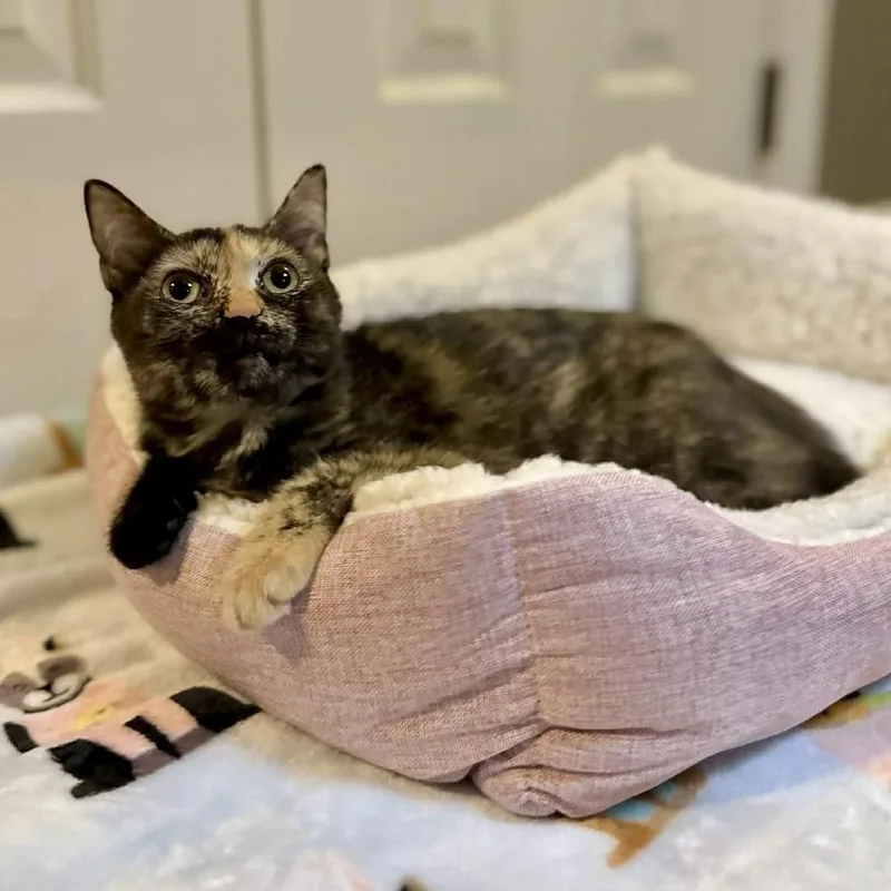 A baby medium-sized female Domestic Short Hair cat named Lily for adoption in Raleigh, NC