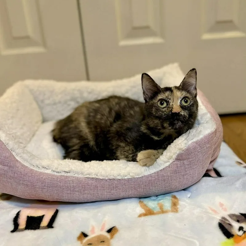 Lily thumbnail 4