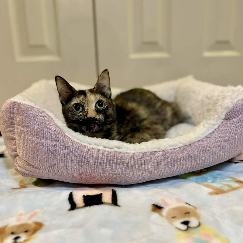 Lily thumbnail 5