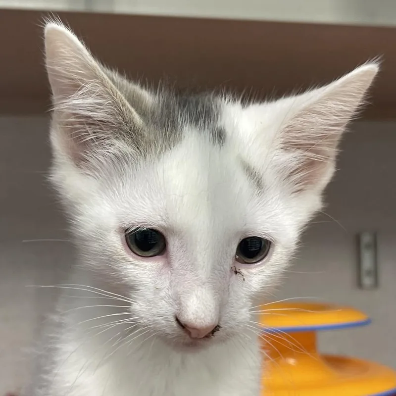 A baby small-sized female Black Domestic Short Hair cat named Parfait for adoption in Newark, NJ