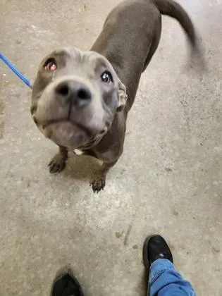 An adult medium-sized female Mixed Breed dog named Daphne for adoption in Independence, MO