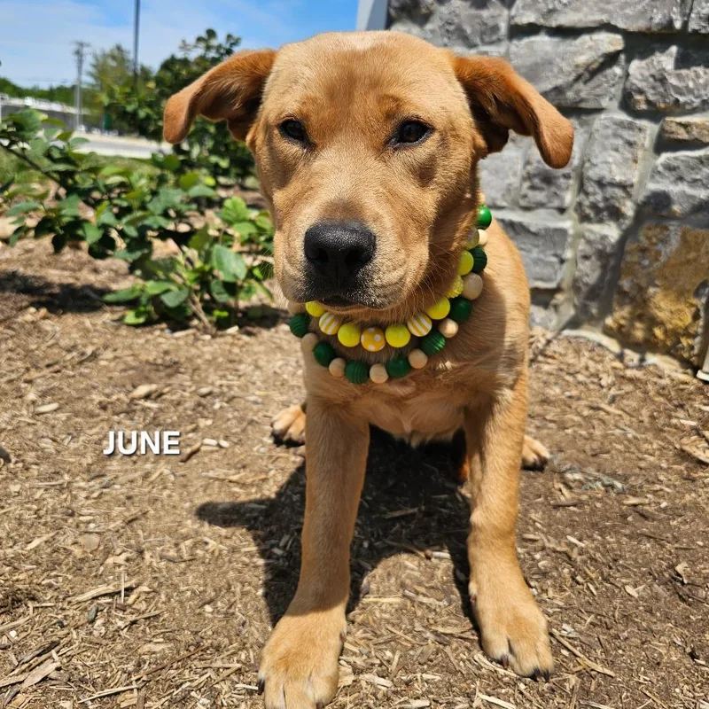 A young medium-sized female Golden Retriever dog named June for adoption in Madisonville, TN