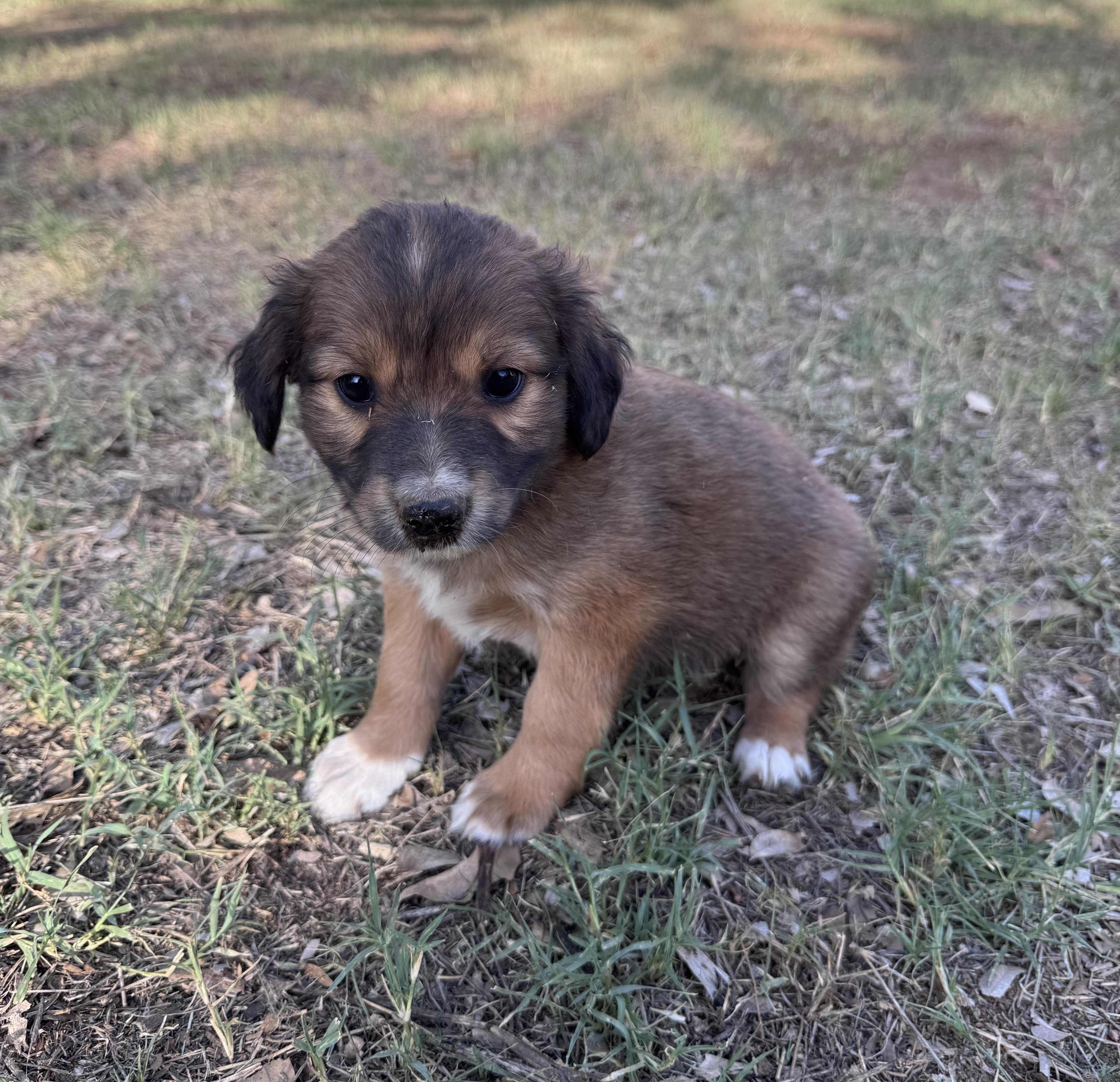 A baby medium-sized male Bicolor Pit Bull Terrier dog named Chester for adoption in Rochester, TX