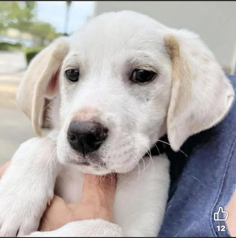 A baby large-sized male Labrador Retriever dog named Sidney for adoption in Grand Bay, AL