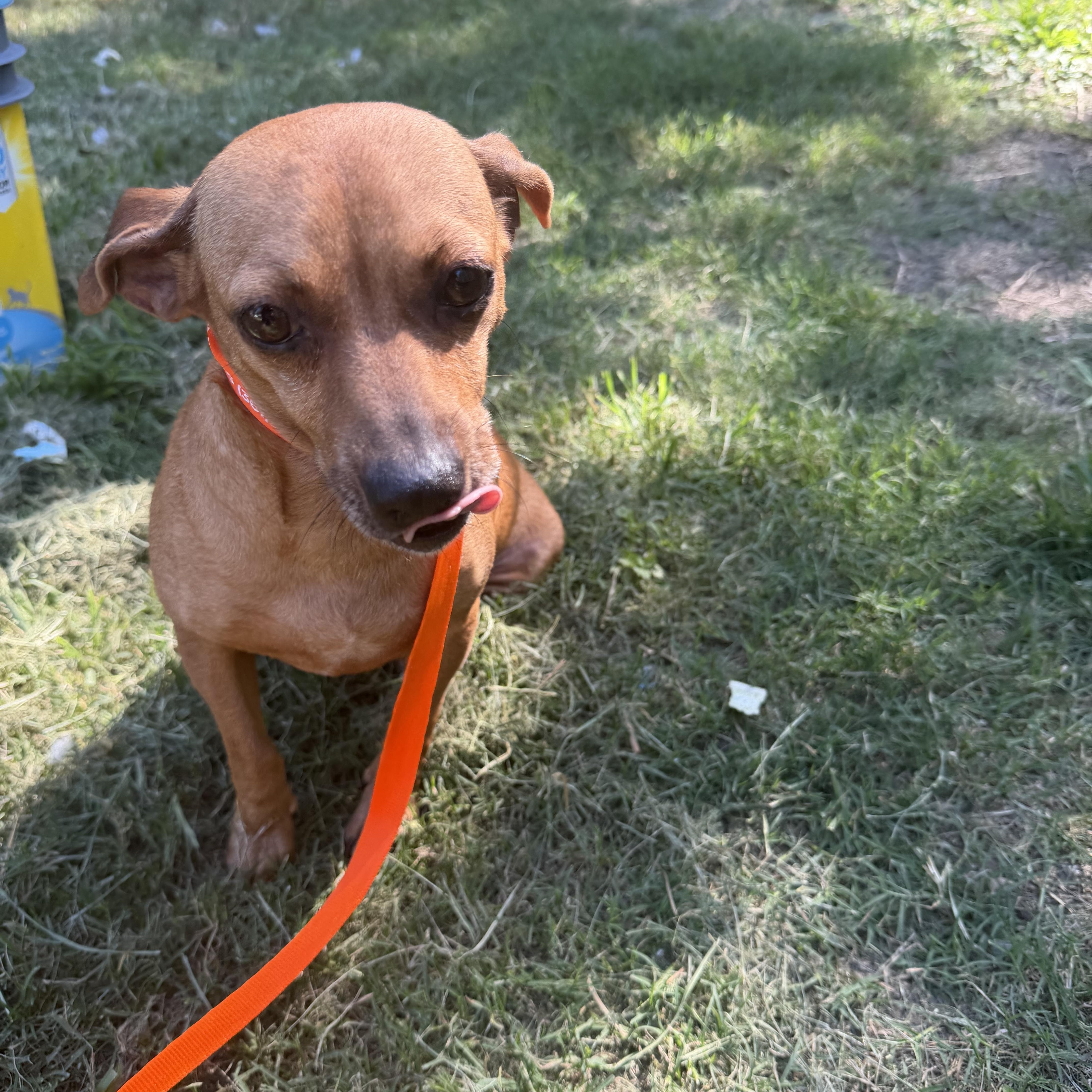 A young small-sized female Dachshund dog named Chanti  Local Aug for adoption in Louise, TX