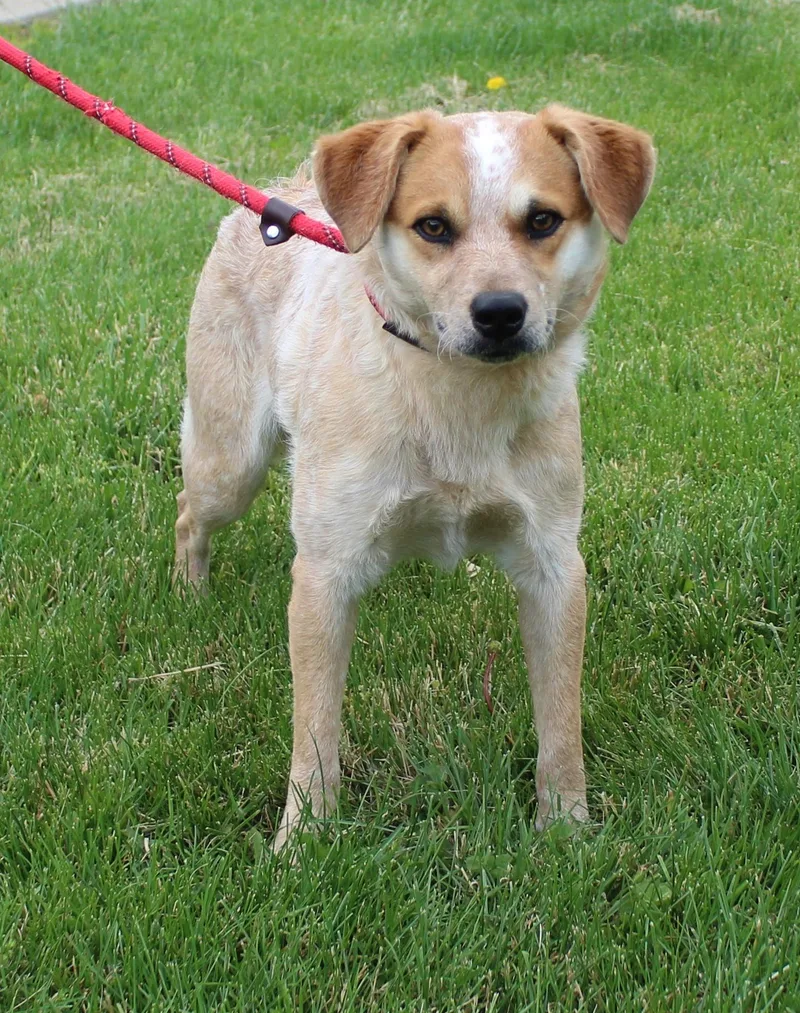 An adult medium-sized male Red / Chestnut / Orange Australian Cattle Dog / Blue Heeler dog named James for adoption in Heath, OH