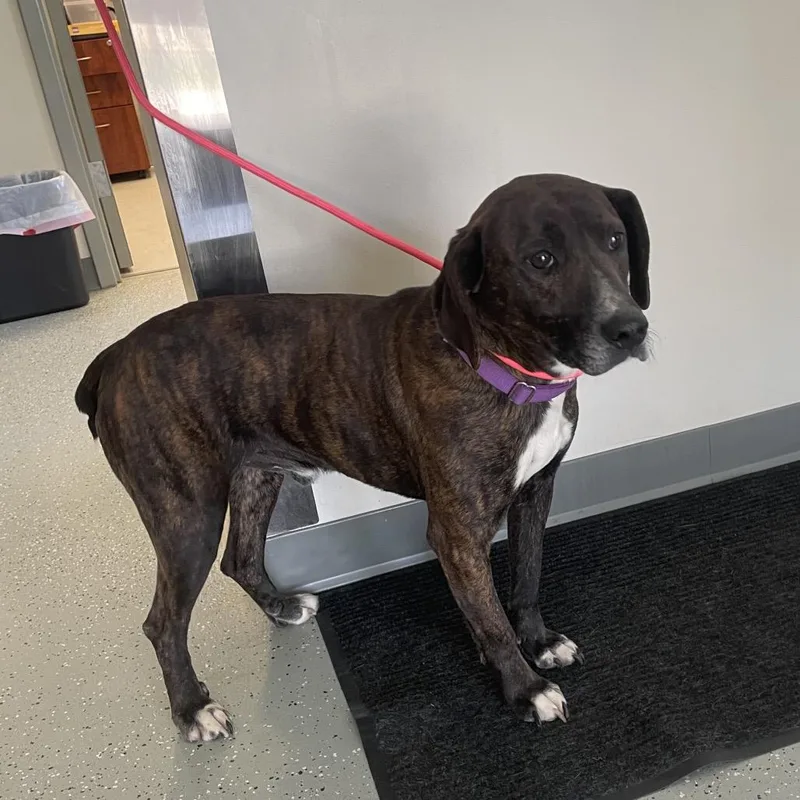 An adult small-sized male Brindle Hound dog named Brav for adoption in Galax, VA