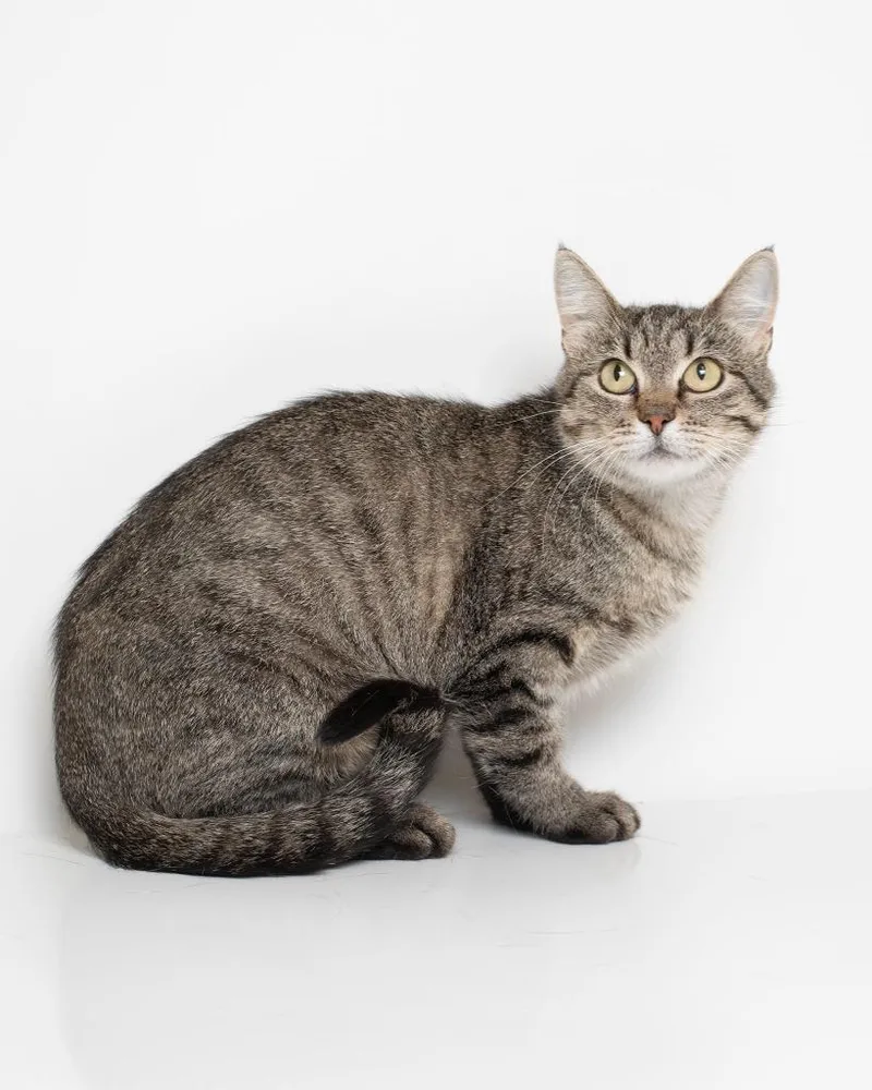 A young medium-sized female Domestic Short Hair cat named Belle for adoption in Boone, IA