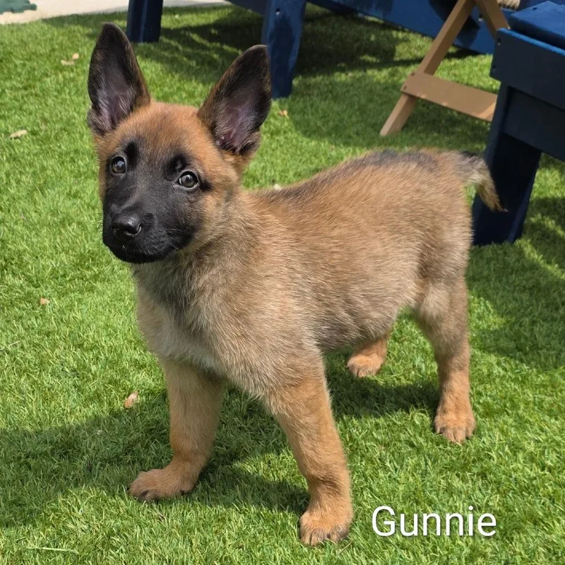Gunnie DD thumbnail 2