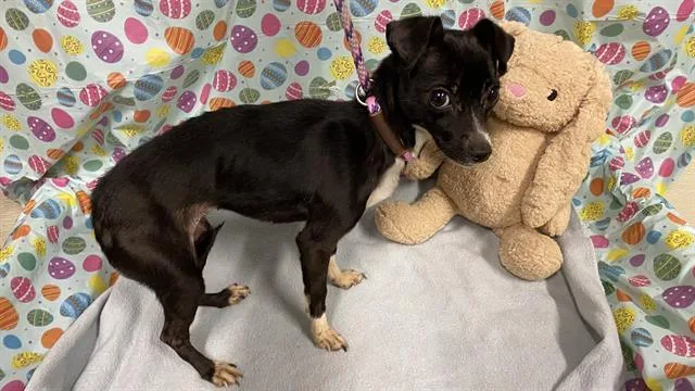 A young small-sized female Chihuahua dog named Littles for adoption in Modesto, CA